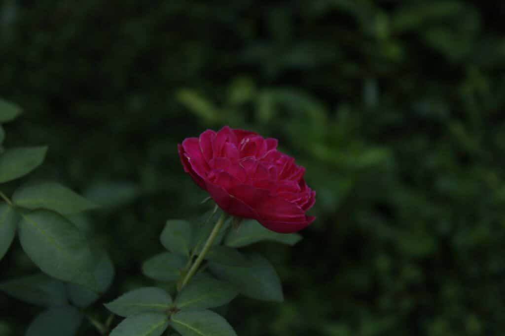 Quelles sont les merveilles cachées des fleurs sauvages ?