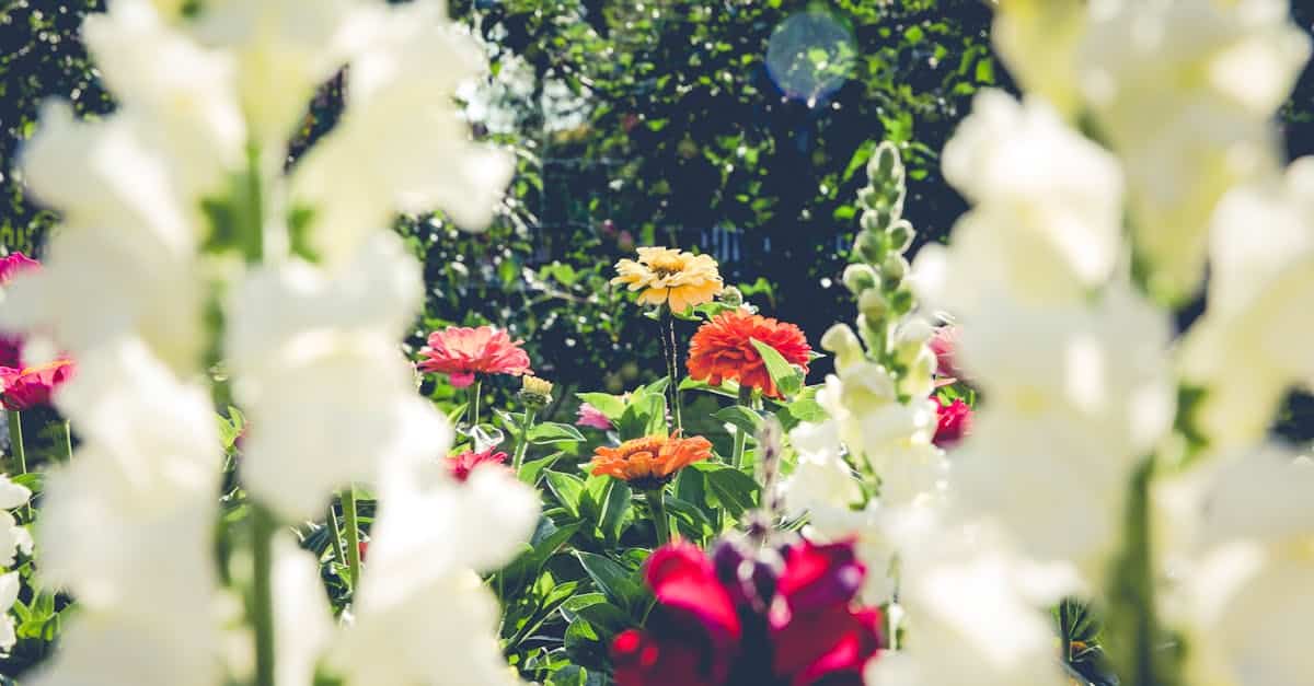 découvrez les meilleurs conseils de jardinage pour faire pousser vos plantes et fleurs, entretenir votre potager et créer un espace vert harmonieux.