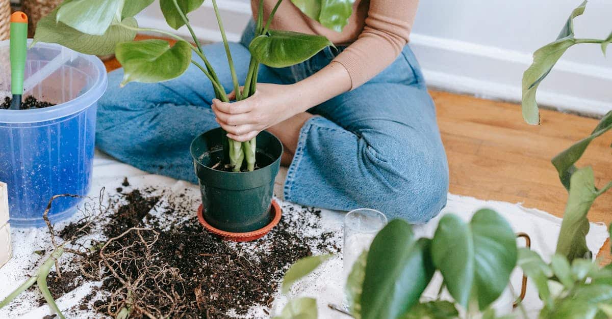 découvrez comment prendre soin des plantes d'intérieur avec nos conseils pratiques pour leur entretien, leur arrosage et leur emplacement dans votre intérieur.