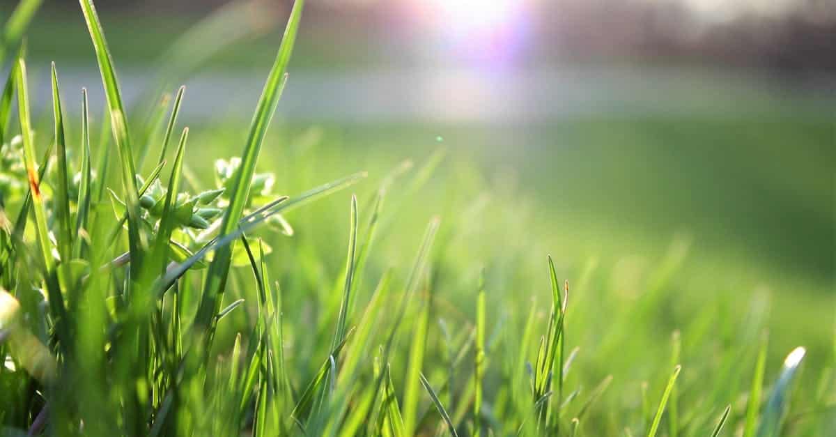 services professionnels d'entretien de pelouse pour un gazon vert et sain toute l'année. confiez l'entretien de votre pelouse à des spécialistes pour un extérieur impeccable.